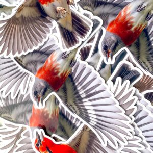 Sticker impresos pajaros